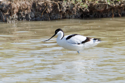 Avocette élégante