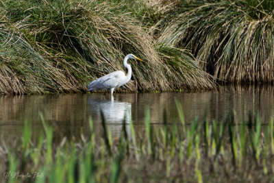 Grande aigrette