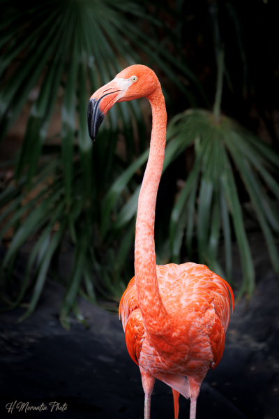 Flamant du Chili