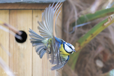 L'envol de la mésange bleue