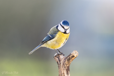 Mésange bleue