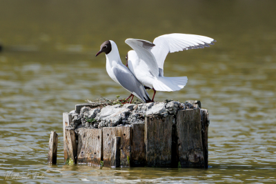 Mouettes rieuses