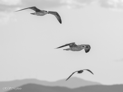 Trio de goelands
