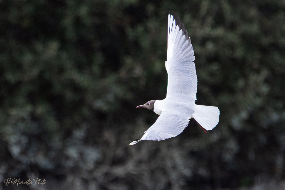 Mouette rieuse