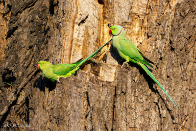 Perruches à collier, Delhi, Inde