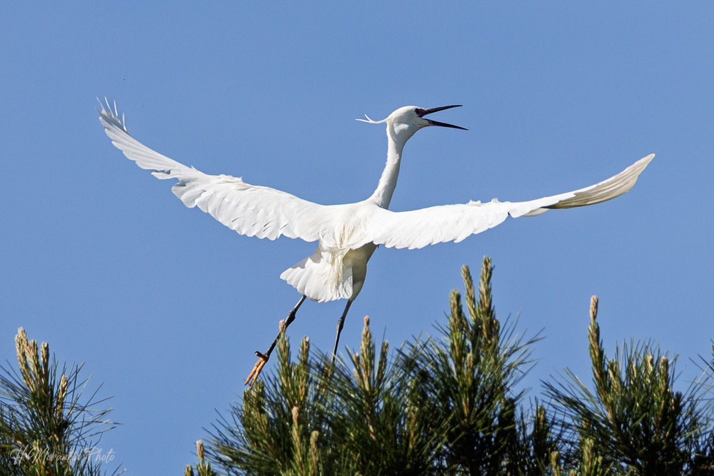 Aigrette garzette