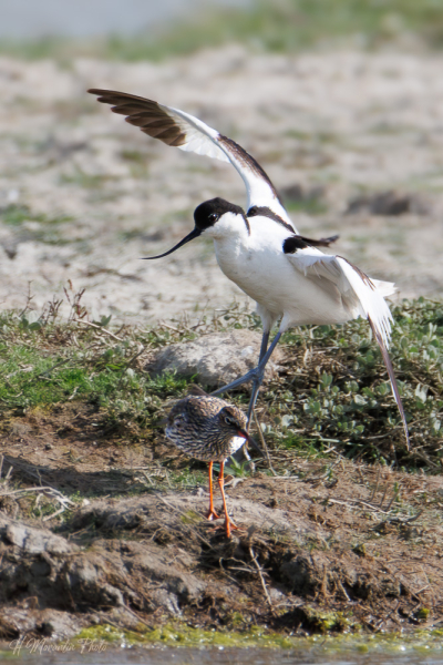 Avocette élégante et chevalier gambette