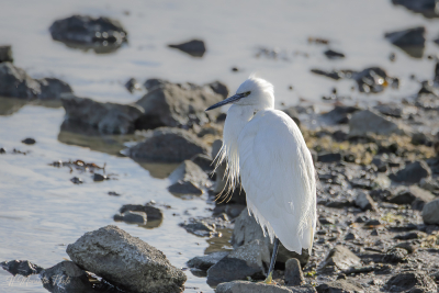 Aigrette garzette