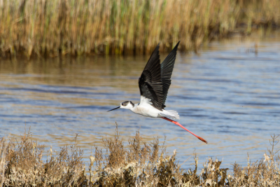 Echasse blanche