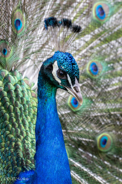 Gallinacés