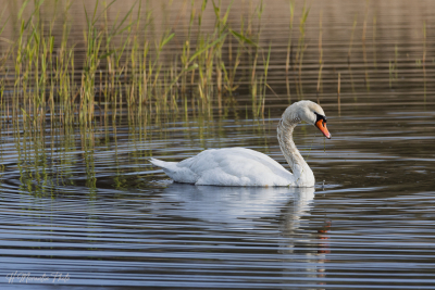 Cygne tuberculé