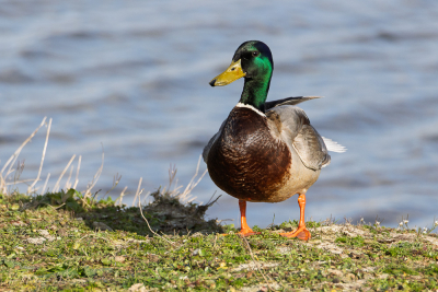 Canard col vert
