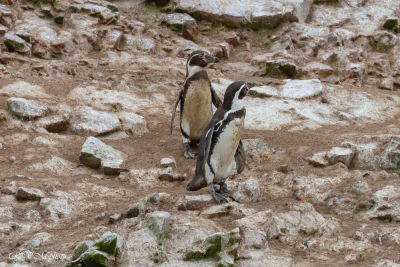 Manchots de Humboldt, Pérou