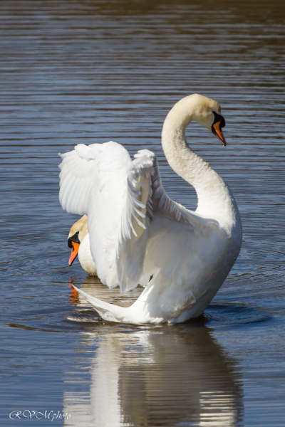 Un cygne peut en cacher un autre