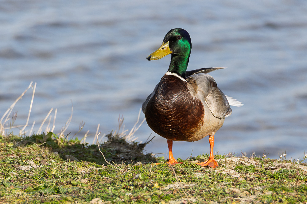 Canard col vert
