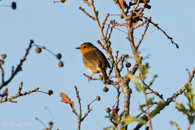 Rouge-gorge
