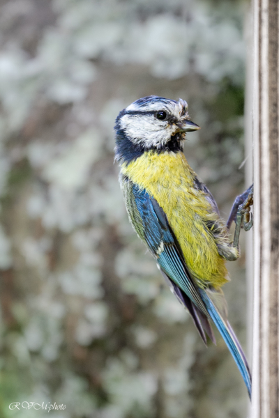 Mésange bleue