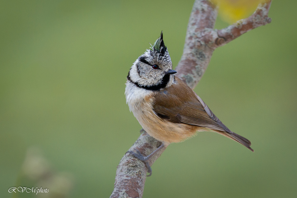 Mésange huppée