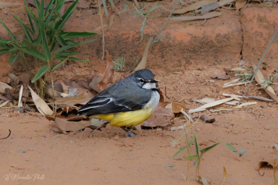 Bergeronnette malgache, Madagascar