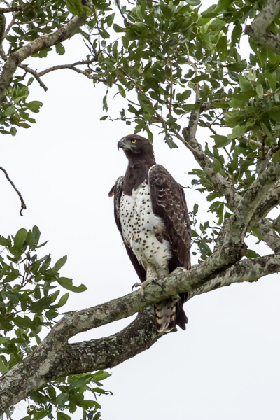 Aigle martial, Afrique du Sud