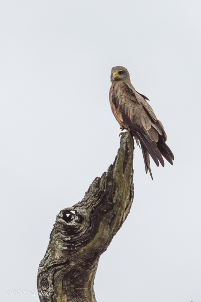 Aigle ravisseur, Afrique du Sud