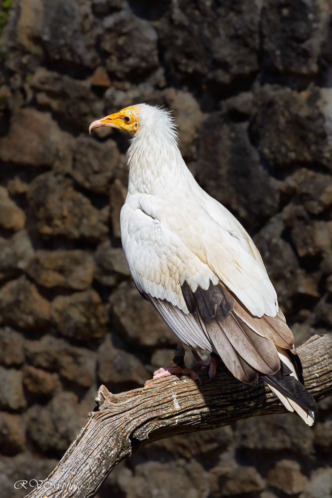 Vautour percnoptère