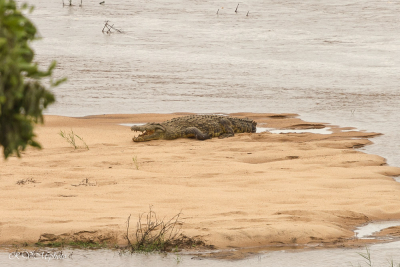 Crocodile, Afrique du sud