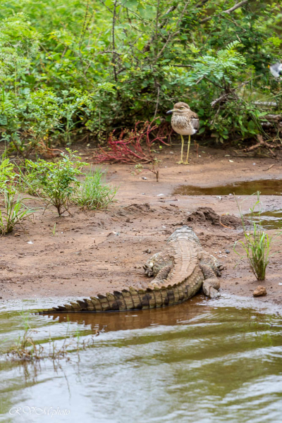 Crocodile et vanneau, Afrique du sud