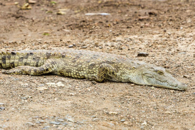 Crocodile, Afrique du sud