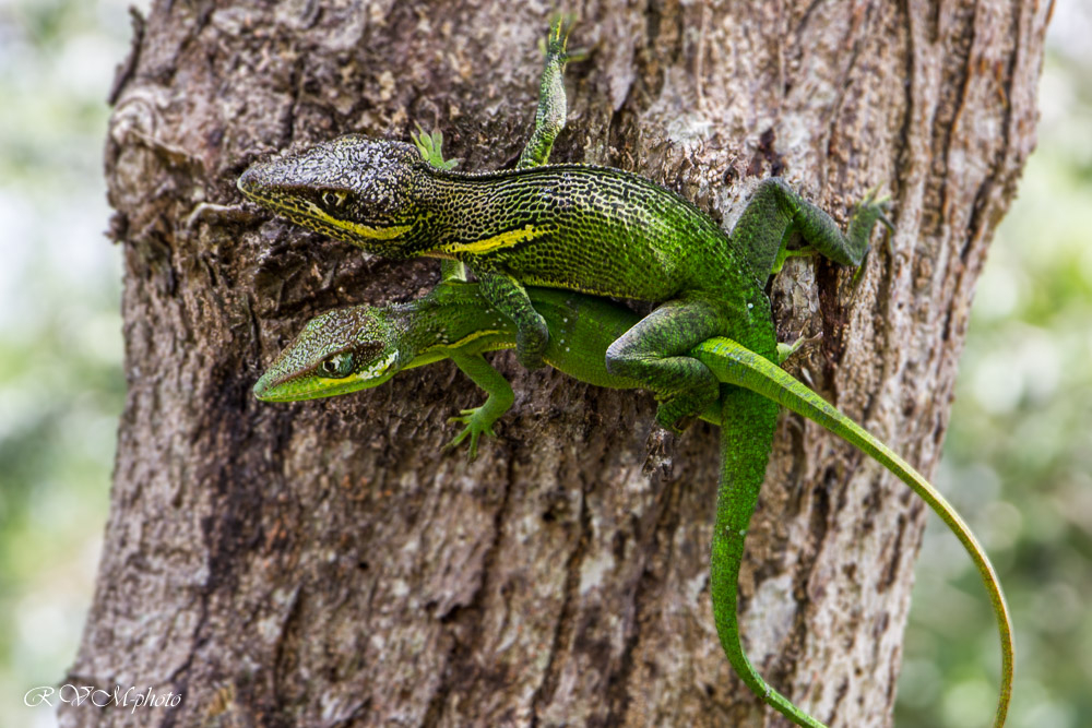 Couple de lézards Cuba