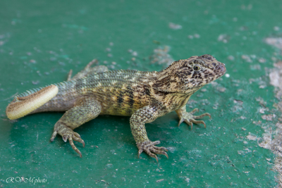 Lézard cochon, Cuba