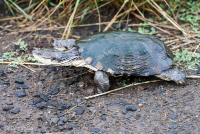 Tortue terrestre, Afrique du sud