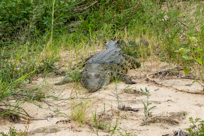 Crocodile, Afrique du sud