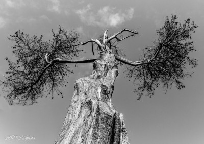 Arbres