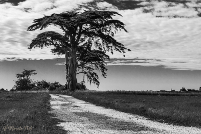 Pin sur l'ile Berder, Riantec