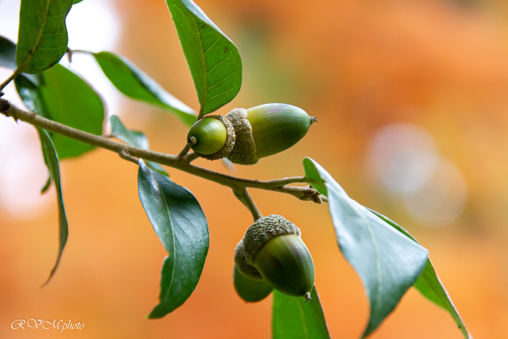 Glands de chêne vert