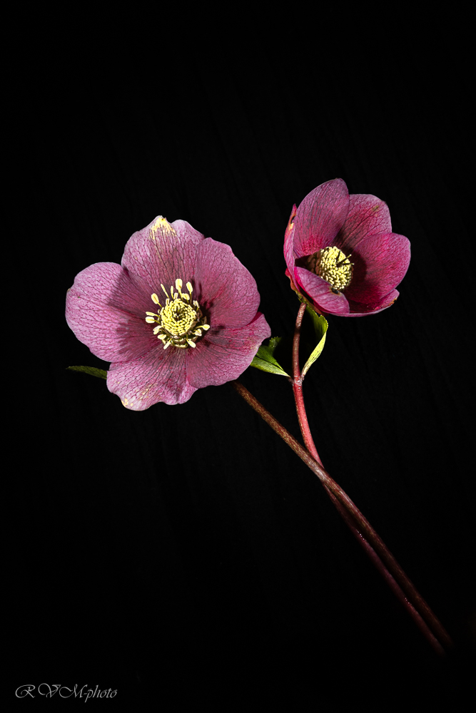 Hellebore