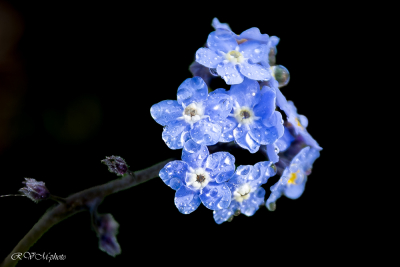 Myosotis
