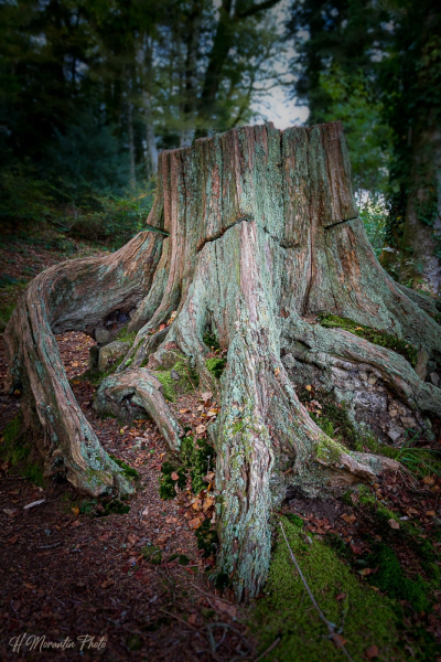 Les restes d'un arbre majestueux