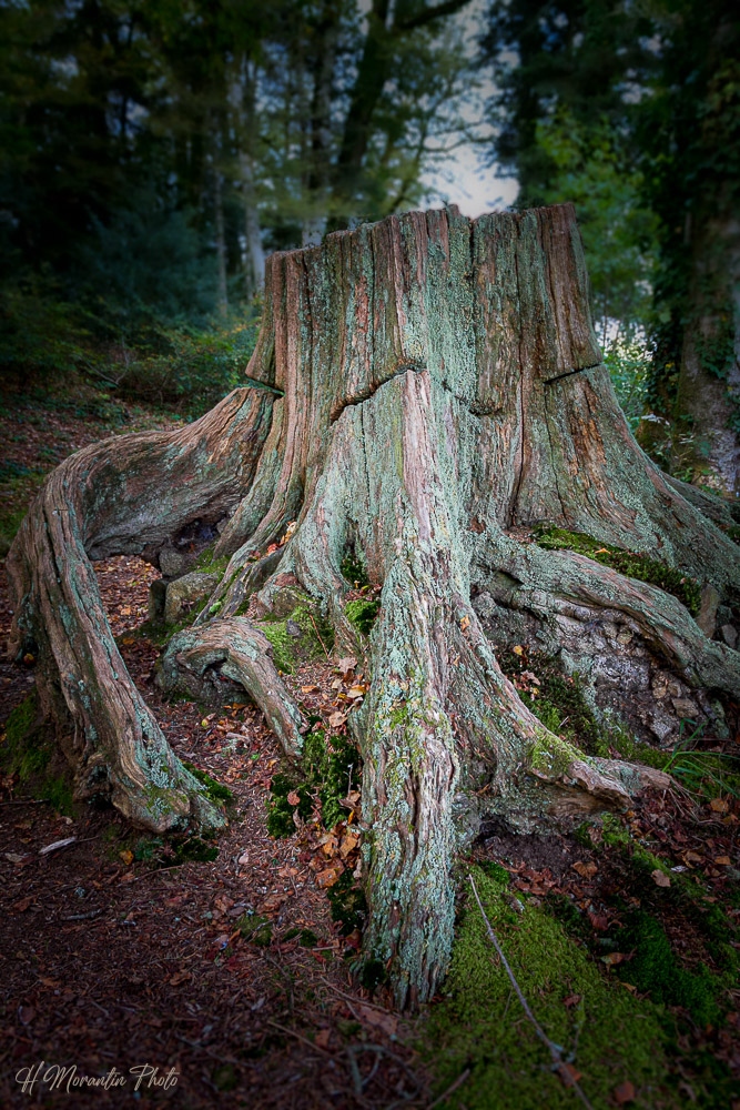 Les restes d'un arbre majestueux