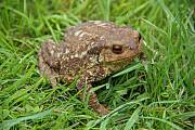 Crapaud du jardin