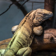 Batraciens, reptiles