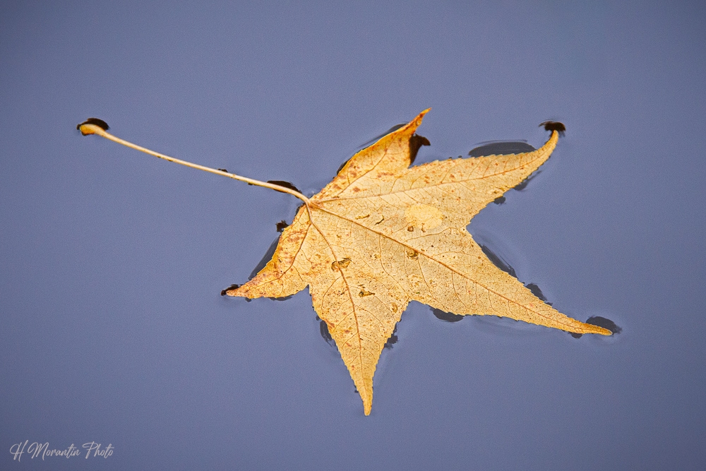 Feuille sur l'eau