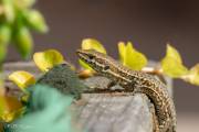 Lézard des murailles