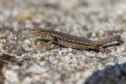 Lézard des murailles