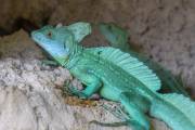 Basilic vert, zoo de Pont-Scorff