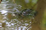 Tortue d'eau