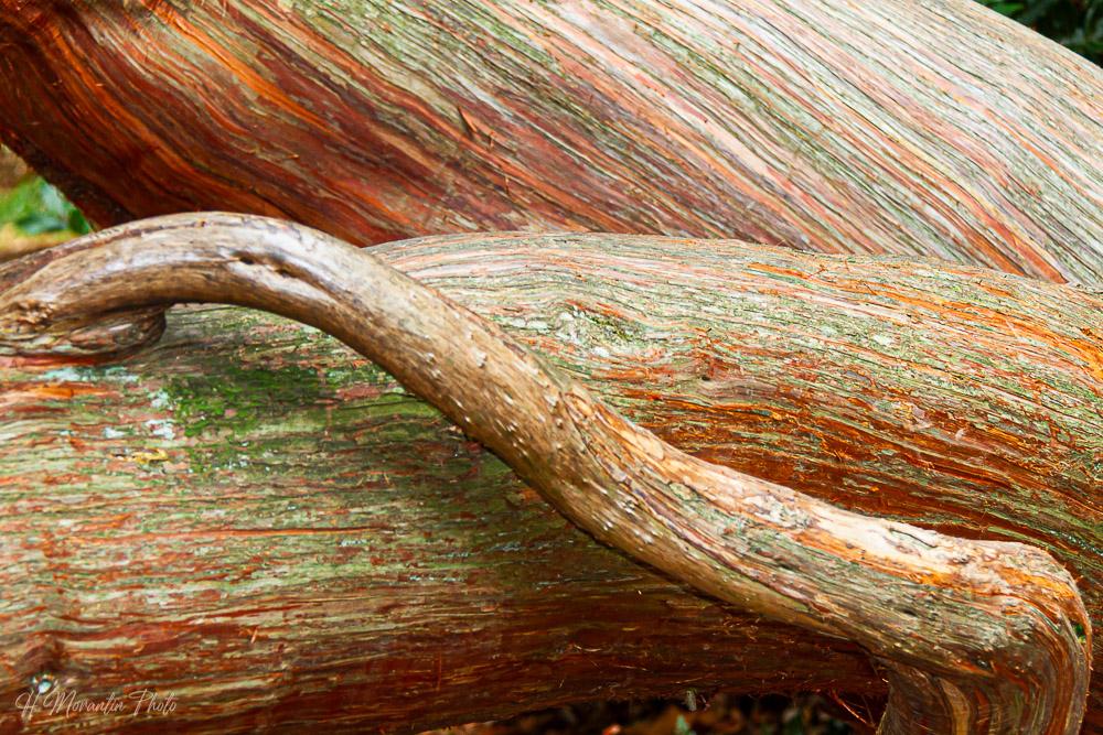 Structure végétale