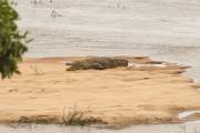 Crocodile Afrique du sud