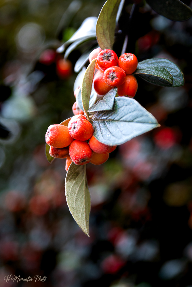 Fruits du cotoneaster